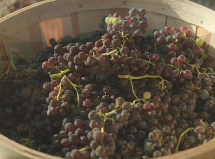 Preview + Sneak Peek - Autumn in the Vineyard