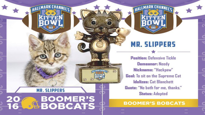 Kitten Bowl III - 2016 MVK 