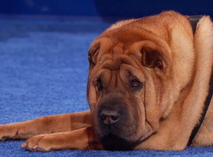 Highlights - Best in Wrinkles - American Rescue Dog Show 2020