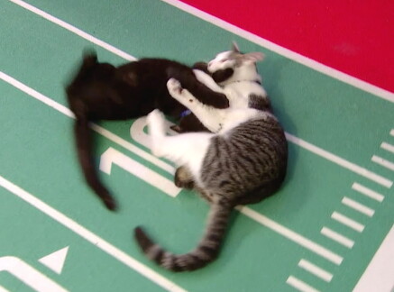 Cat-lete of the Week - Zippy & Turbo - Cat Bowl II